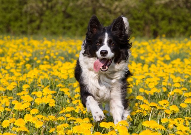 stubborn to obedient border collie owners guide