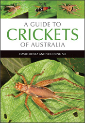 a field guide to insects in australia