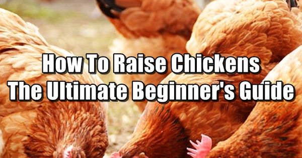 beginners guide to raising chickens