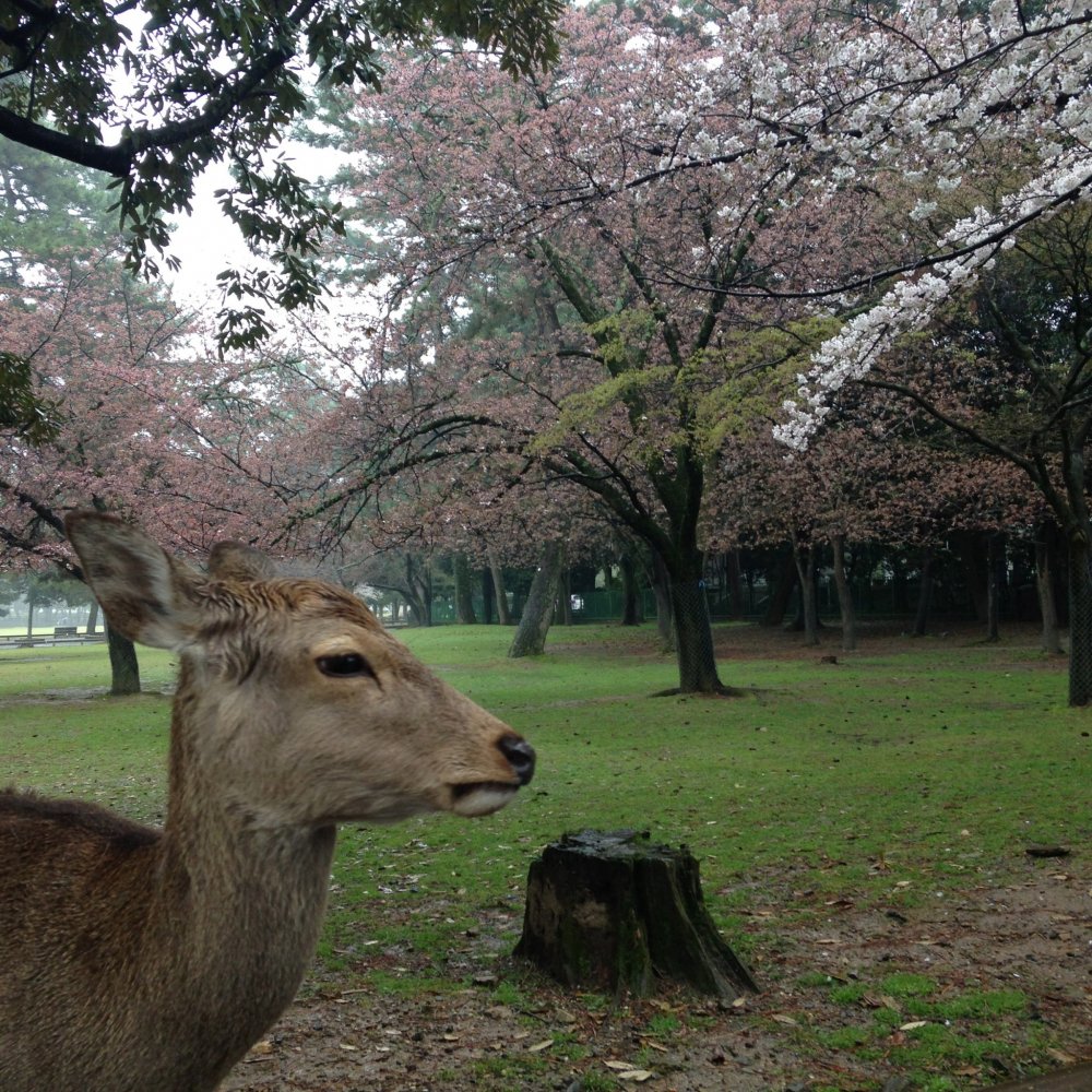 japan guide nara deer park