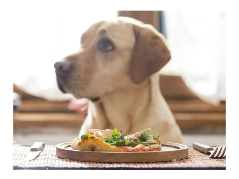 dining in the dark guide dogs