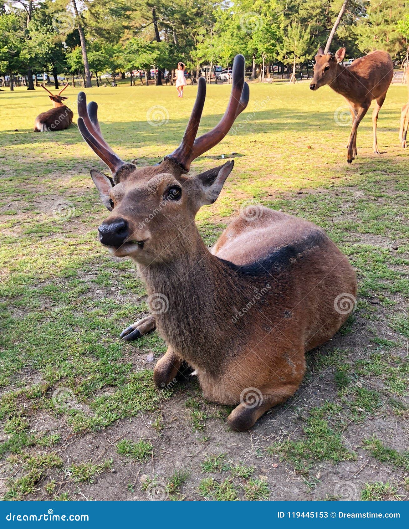 japan guide nara deer park