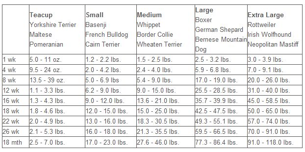 orijen puppy large feeding guide